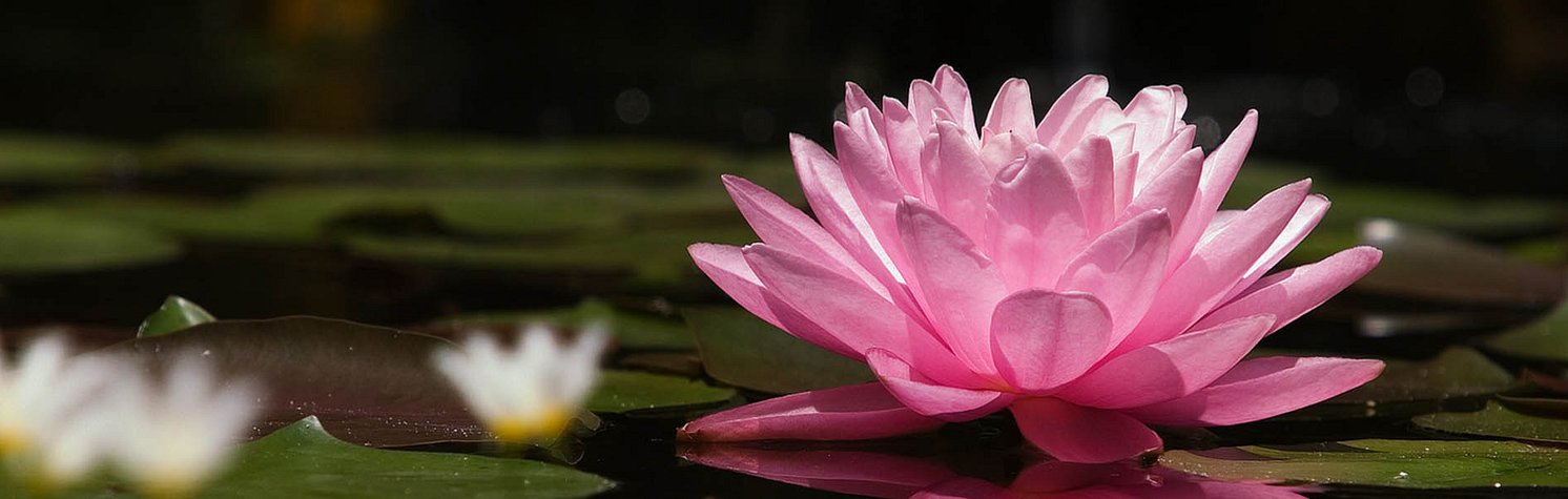 Lotus flowers on water